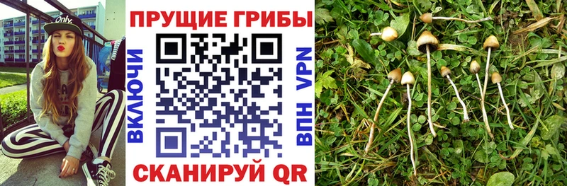 Псилоцибиновые грибы мицелий  Дальнегорск 